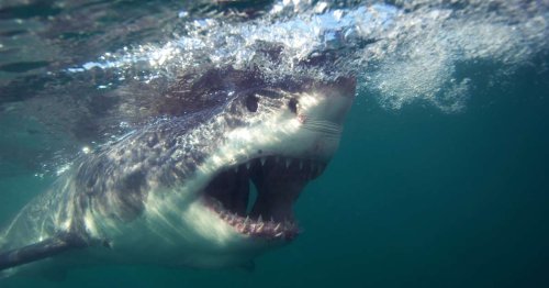 Surfer Missing After Shark Attack on World-Famous Beach