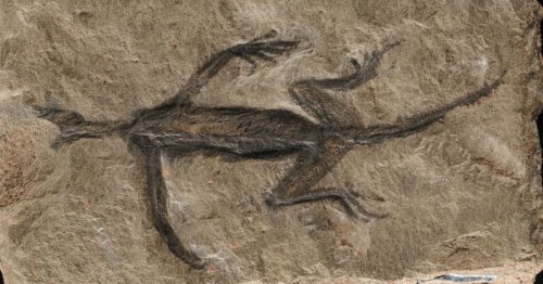 Famous Ancient 'Fossil' Discovered to Be a Hoax