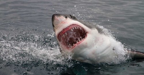 Great White Shark Chomps Fishing Boat in Wild Clip