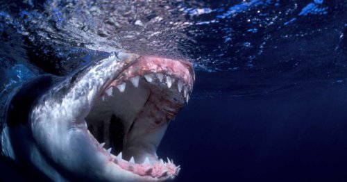 Teen Dead After ‘Serious Shark Bite’ at Popular Beach