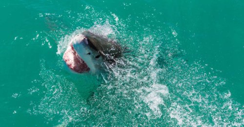 Tourist Dies After Losing Leg in Rare Canary Islands Shark Attack