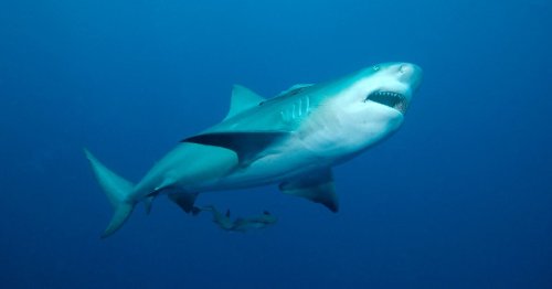 Man Attacked by Monster Shark Describes 'Freight Train' Impact, Life-or-Death Struggle