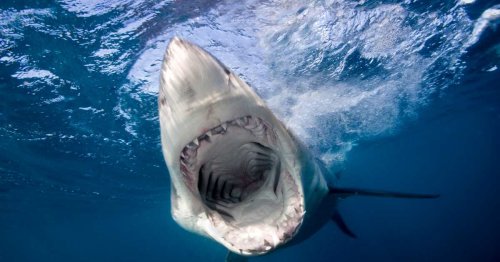 Fisherman Has Nightmare Outcome After Hooking Huge Shark During Tournament
