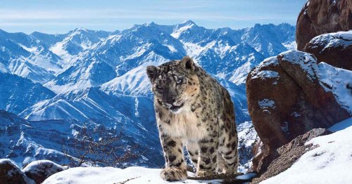 The Making of 'Planet Earth II', the Most Epic Nature Documentary of All-Time