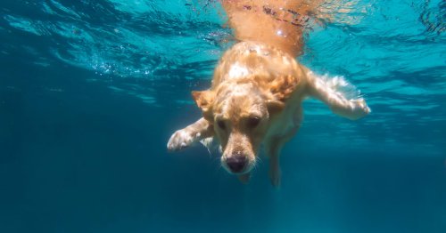 Video: Lucky Dog Gets to Swim With Humpback Whales