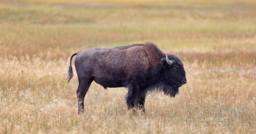 Drunk Yellowstone Tourist Roars at Bison Before Getting Attacked
