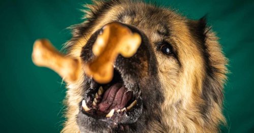 World's Most Expensive Dog Is Half Wolf—and Costs More Than $5.7 Million