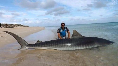 Two ‘mega sharks’ caught from Australian beach gain worldwide attention | Men's Journal