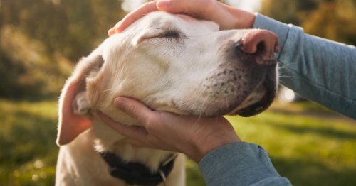 Study Finds Good News for Dog Ownership and Dementia Risk