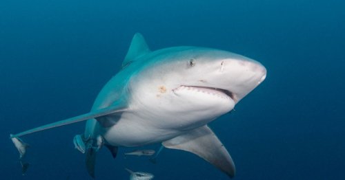 Tourist Loses Both Hands While Allegedly Attempting to Photograph Shark