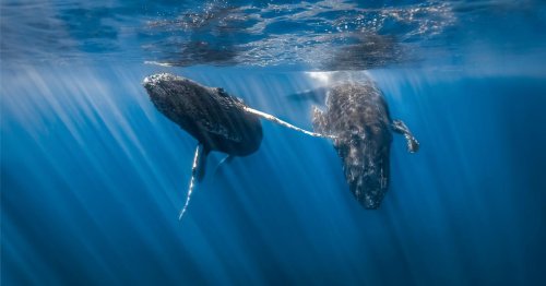Harrowing Footage Shows Diver’s Wild Encounter With Humpback Whales