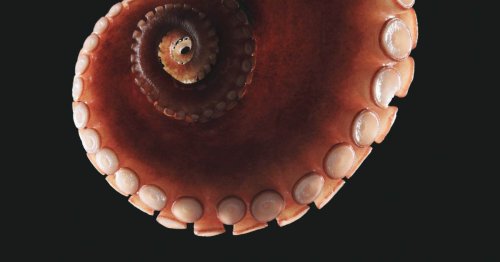 Scientists Take Incredible Snapshot of Octopus Riding Shark