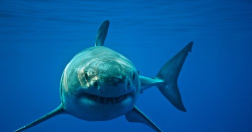 Harrowing Video Shows Kayaker Stalked by 14-Foot Great White Shark