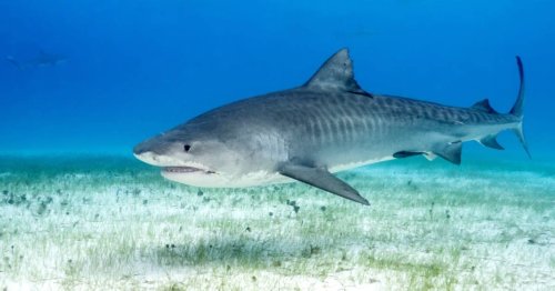 Teen Decapitated by Shark in Rare Attack Off Coast of Jamaica