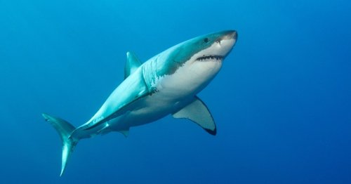 Rare Shark Bite Suspected at Popular East Coast Beach