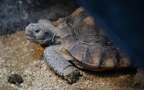 California’s weather-predicting ‘groundhog’ is a tortoise named Maxine