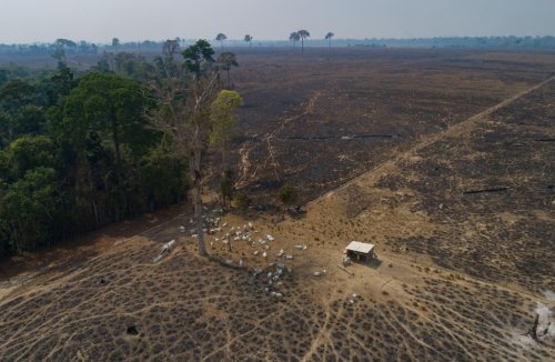 Amazon has lost 10% of its vegetation in less than 40 years
