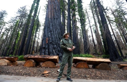 Reopening plans announced for Big Basin Redwoods State Park after devastating wildfire