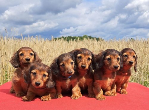 New German dog breeding law could put dachshunds under threat