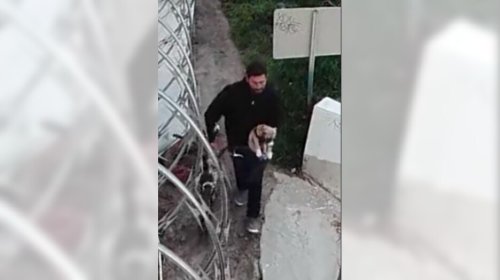 Disturbing viral video shows man wanted for kicking, hurting small dog on California street
