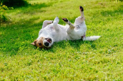 Why Does Your Dog Love to Roll in the Grass?