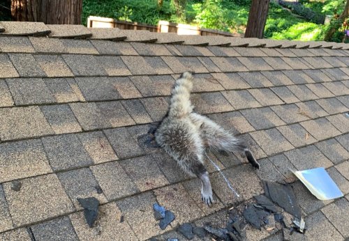 Mother raccoon gets stuck in Santa Cruz Mountains roof while trying to get to babies