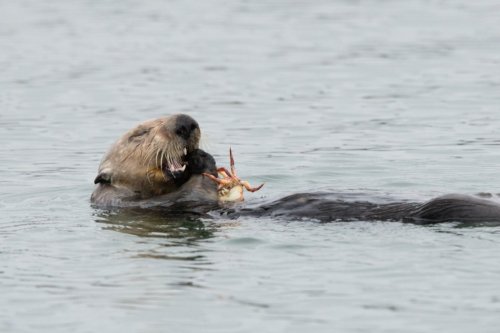 Where California sea otters go, coastal erosion rates slow