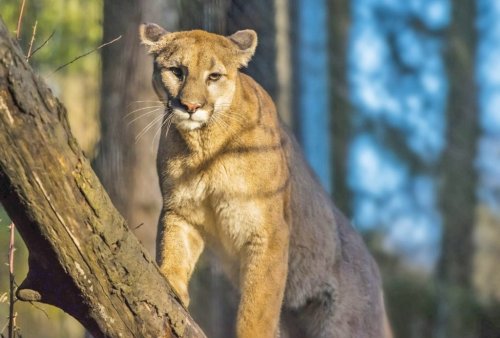 Boy injured in Peninsula mountain lion attack released from hospital