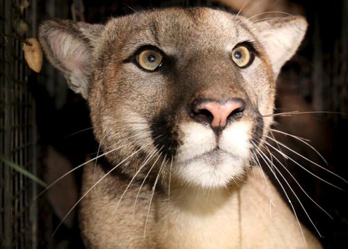 You might spot a mountain lion in California, but attacks like the one that killed a man are rare