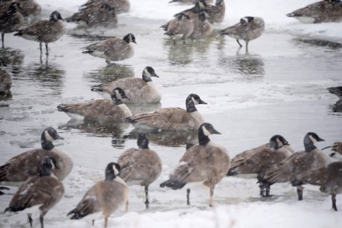 Avian flu found in dead geese in Colorado park