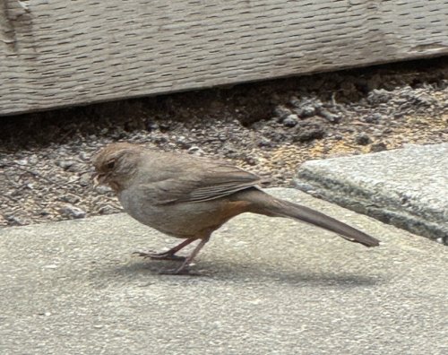 Enough! San Jose woman wants bird to stop tapping at her door