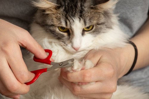 San Jose woman asks, Should we be trimming our cats’ claws?