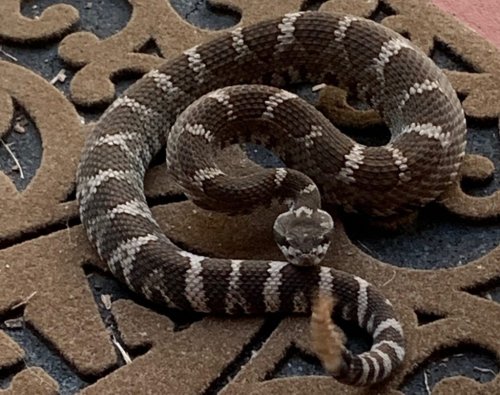 California wildlife officials urge residents to watch out for rattlesnakes