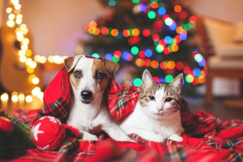 For the Love of Pets: Holiday items Fido and Fluffy should avoid