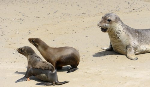 Sea lion texts? A new Marine Mammal Center service lets you watch live-streamed releases of rehabilitated California wildlife