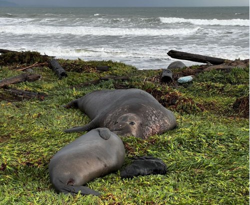 After the California storms, elephant seals arrive to give birth at Point Reyes