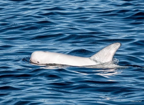 Rare, pure white Risso’s dolphin ‘a show-stopper’ with pod off California coast