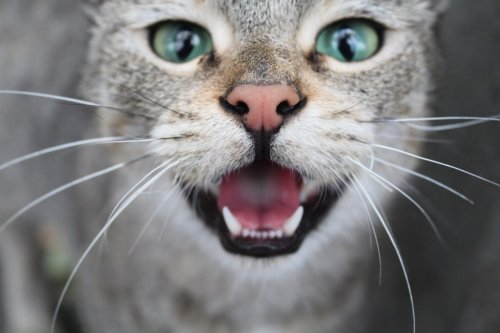 Why does Walnut Creek cat yowl mornings and nights?