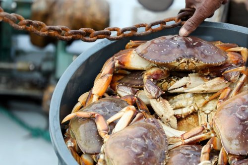 California officials order delay in Bay Area’s Dungeness crab season