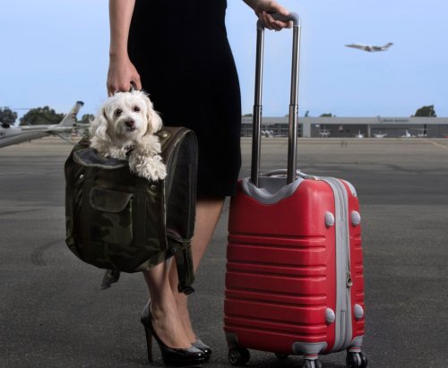 Airline crackdown: Emotional support animals aren’t service animals