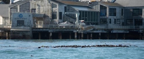 where-did-the-come-from-an-otter-invasion-in-monterey-flipboard