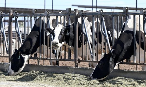 California cows are leaving the state and that won’t help global warming