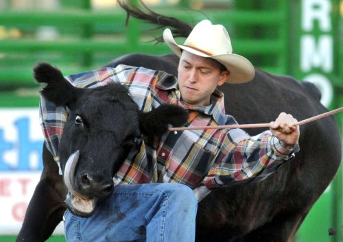 Ban on wild cow milking — plus spurs and bucking straps — could threaten Alameda County’s rodeos