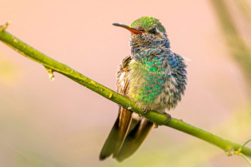 How to make your garden more attractive for hummingbirds