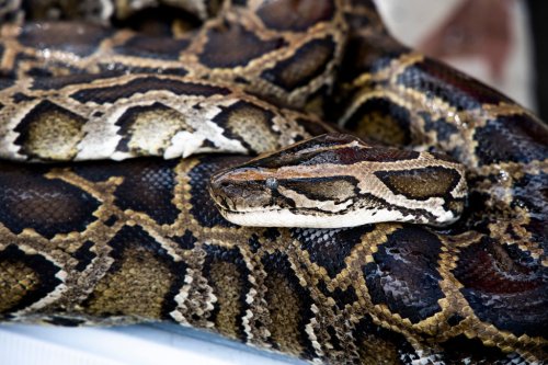 Pythons are eating the Everglades. Could eating them instead help fight climate change?