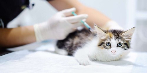 how-much-do-cat-vaccinations-cost-here-s-what-to-know-flipboard