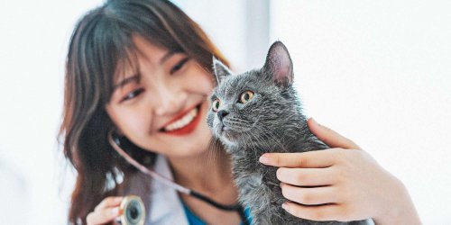 Pet Health - cover