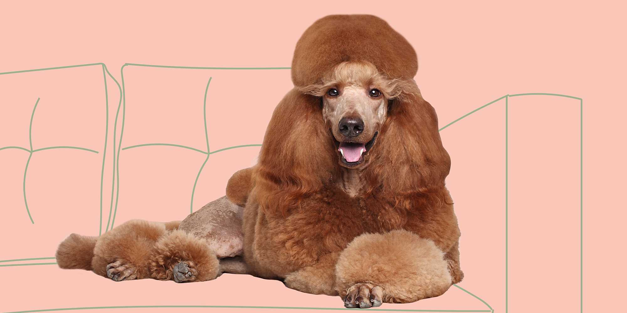 Best Personality? Best Hair? Here Are 10 Yearbook Superlatives for Dog Breeds - cover