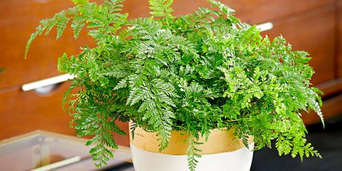 10 Best Indoor Plants for Beginners That You've Probably Never Heard Of