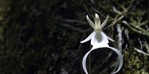 This Rare Flower Found Only in Florida and Cuba Could Be Soon Be Extinct